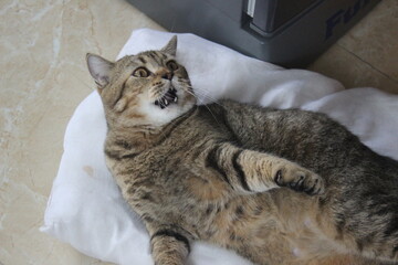 Tabby cat lying on pillow with dramatic reaction
