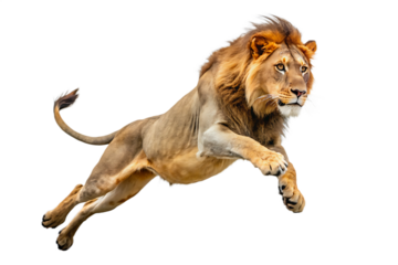 Majestic Male Lion Leaping Mid Air Powerful Muscular Golden Brown Mane Wild Cat Animal Photography Isolated on a transparent background