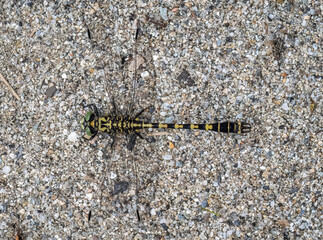 Golden ringed dragonfly sitting on the sand.