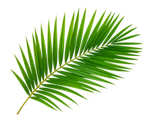Obraz premium palm leaf isolated on white