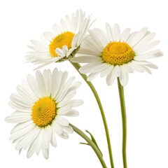 Naklejka premium Bright close-up of three blooming white daisies with yellow centers, isolated on white, perfect for floral or nature themes.