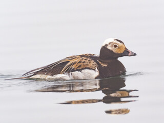 A close up, side on shot of a male Long-tailed Duck predominantly in alternate, summer plumage