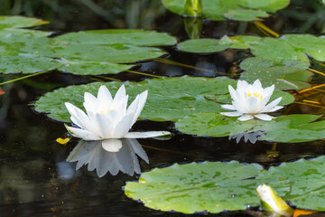 White water lilies float serenely on a pond among large leaves. Their reflection is clearly visible...