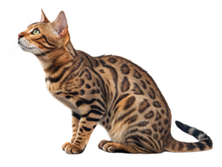 A beautiful bengal cat and kitten are isolated on transparent background