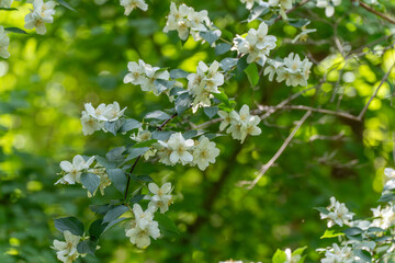 A branch with white jasmine flowers stands out against the green background. The blossoms shine in the summer sun.