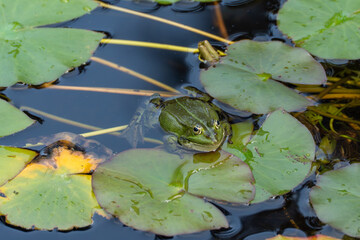 A large frog sits among water lilies on the water's surface, watching attentively. The shiny leaves...