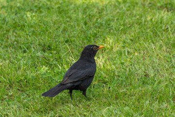 A blackbird with a bright beak gazes attentively to the side. It stands on a fresh green meadow.