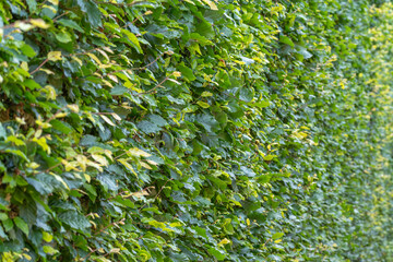 A dense green hedge runs diagonally across the image. The glossy leaves catch the sunlight.