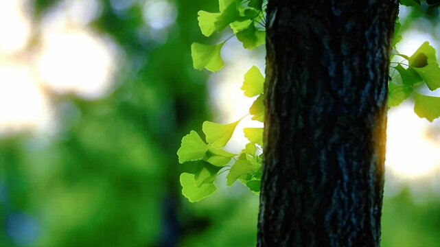 Sunlight flares behind a textured tree trunk, backlighting delicate green ginkgo biloba leaves. Evokes nature, tranquility, and the beauty of ancient trees.