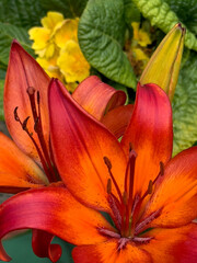 Fire Lily - Lilium bulbiferum - growing in a garden in North Yorkshire, England