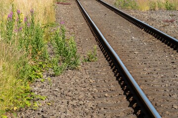 Railroad tracks extending into the distance with wild plants growing alongside