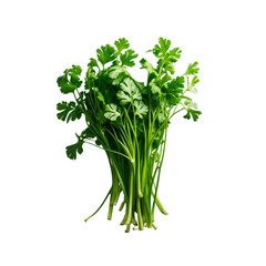 Fresh Bunch of Cilantro, Coriander Herb Isolated on Transparent Background