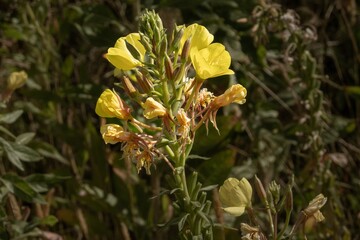 Common evening primrose blooming in summer meadow