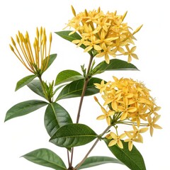 Bright yellow Ixora flower clusters with glossy green leaves on white background, perfect for botanical, tropical, or floral themes.