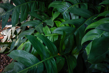 Green big monstera plant leaf outdoor plantation sun light