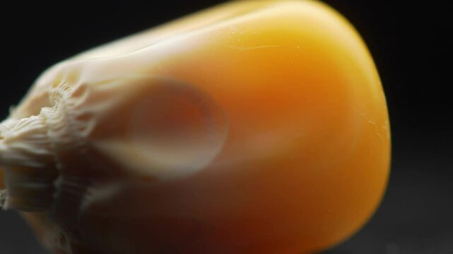 A close up shot of a single corn kernel displaying its texture and vibrant yellow color against dark backdrop
