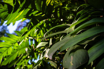 Green big monstera plant leaf outdoor plantation sun light