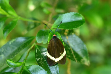 葉にとまるホタルガ