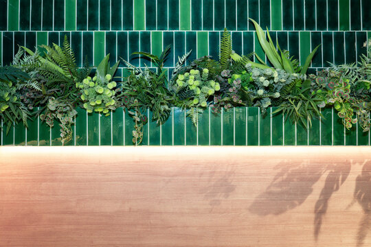 green plant on wooden wall
