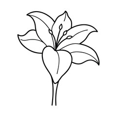 amaryllis flower outline line art