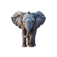 Fototapeta premium Majestic Young African Elephant Facing Forward on Transparent Background