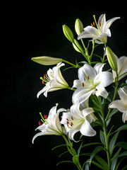 Fototapeta premium White lilies extending from bottom right on dark background