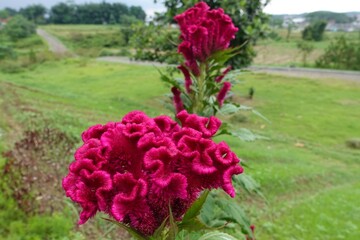 Beautiful red flowers of Celosia cristata or cockscomb or Jengger ayam bloom outdoors.