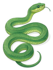 Fototapeta premium Green snake isolated 