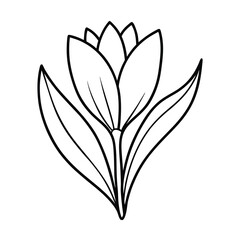 crocus flower outline line art