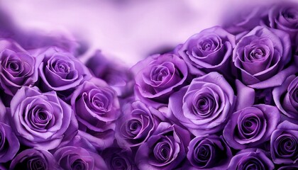 purple roses background