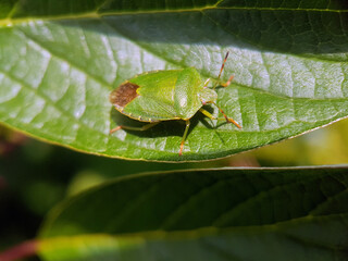 shield bug on leaf summer