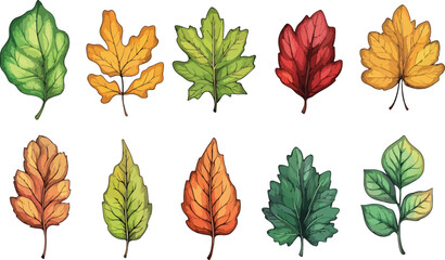 Collection of Colorful Autumn Leaves Illustration A set of ten different types of leaves in various stages of color change perfect for fall themed designs