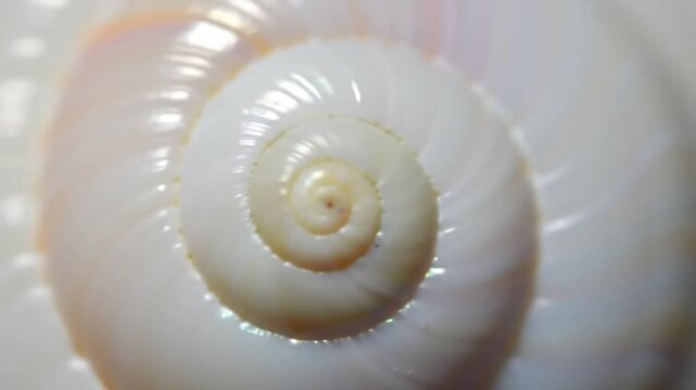 Close up shot of a white seashell with a spiral pattern and a glossy surface in bright lighting