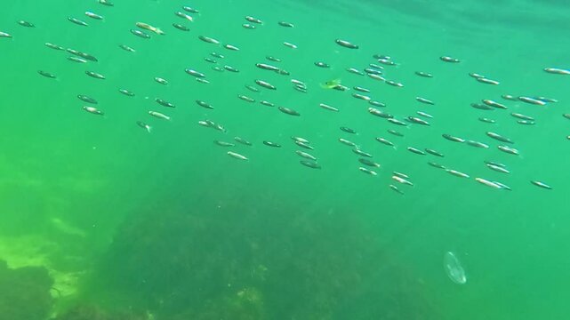 Underwater life in the Black Sea, a school of small fish, young mullet, swims in clean water in the Black Sea