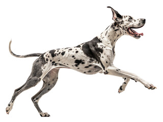 A harlequin great dane joyfully leaps forward, isolated on transparent background