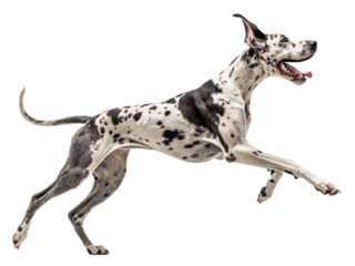A harlequin great dane joyfully leaps forward, isolated on transparent background