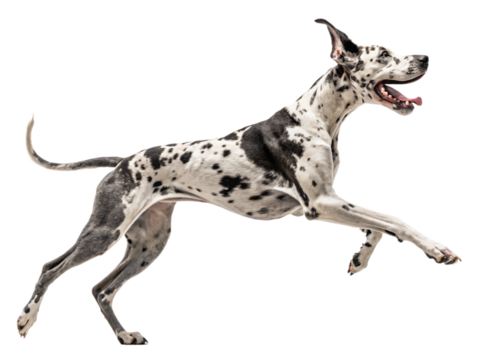 A harlequin great dane joyfully leaps forward, isolated on transparent background