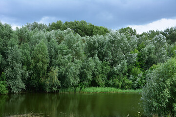 a willow trees on the lake with rainy clouds wallpaper