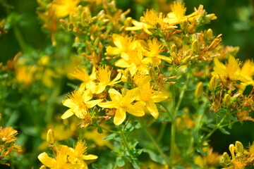 Vibrant yellow St. John's Wort flowers in bloom, captured in a natural landscape