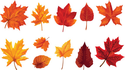 Colorful Autumn Leaves Collection Vector Illustration featuring various types of fall foliage in shades of red orange and yellow isolated on a white background perfect