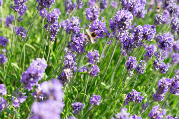 Obraz premium Bee in British Lavender