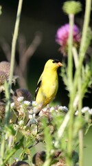 golden finch 