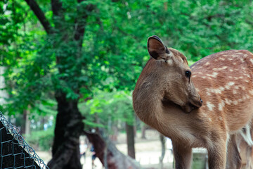 日本の奈良公園孤独な鹿