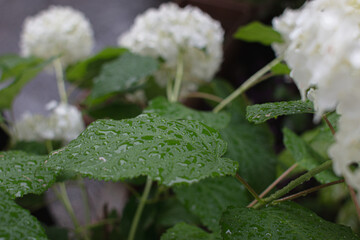 雨季雨上がりの紫陽花