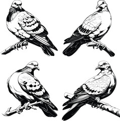 Obraz premium Four Doves Perched Tree Branches Black White Line Art