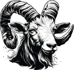 Goat Head Closeup Horns Beard Detailed Line Art