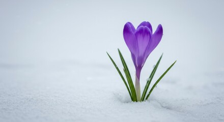 A vibrant purple flower bravely emerges from a blanket of pristine snow, showcasing resilience and the beauty of early spring