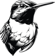 Hummingbird Head Closeup Black White Line Art