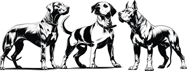 Multiple Dogs Standing Various Poses Black White Line Art