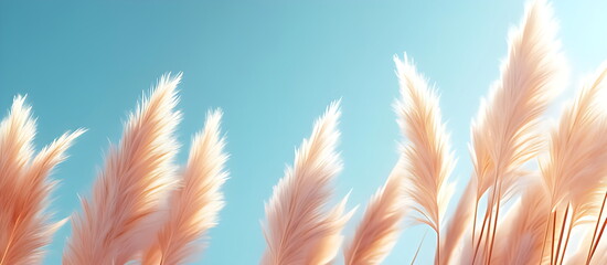 A stretch of pampas grass sways gently in the breeze